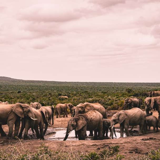 grupa słoni na brązowym polu w ciągu dnia puzzle przesuwne online