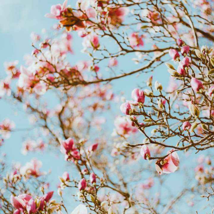 arbre de fleur de cerisier rose pendant la journée puzzle coulissant en ligne