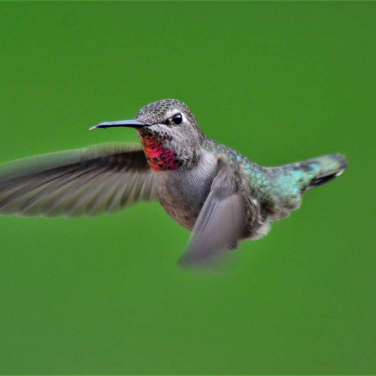 colibrì marrone e grigio puzzle scorrevole online