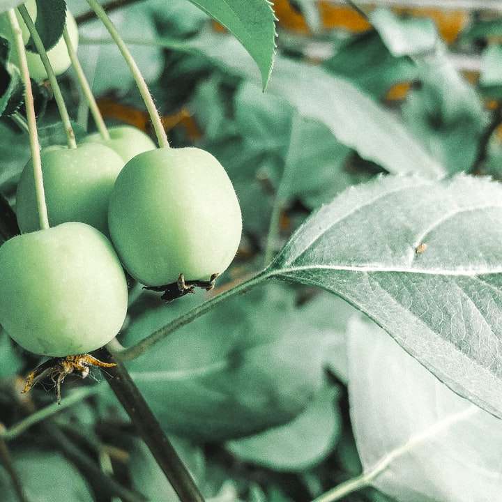 groen rond fruit op boom schuifpuzzel online
