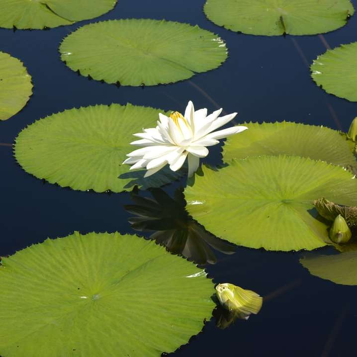 bílý lotosový květ na vodě posuvné puzzle online