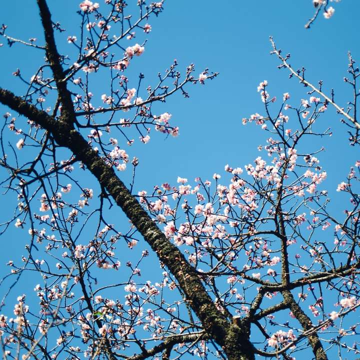 fehér cseresznyevirág kék ég alatt nappal online puzzle