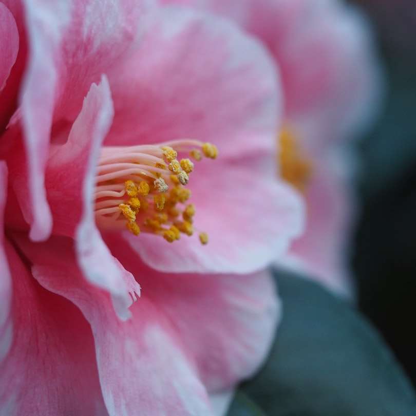 floare roz și galbenă în lentilă de înclinare puzzle online