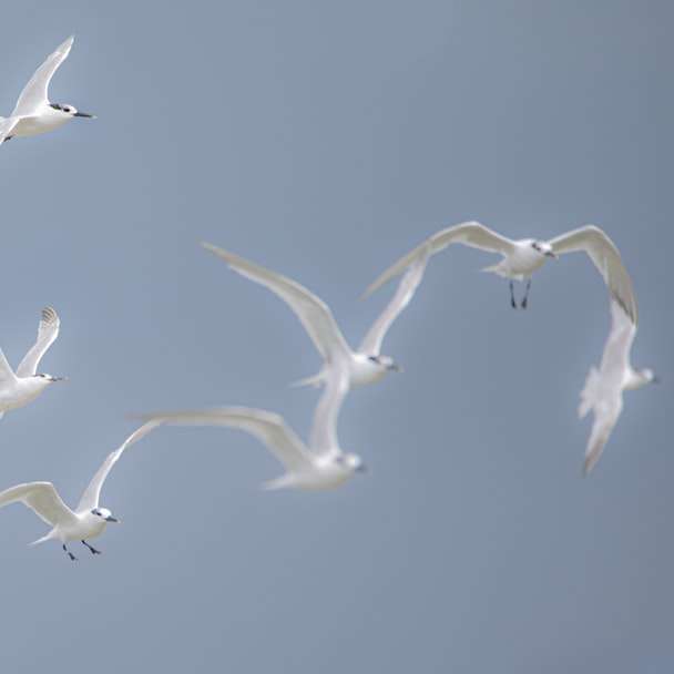 vita fåglar som flyger under dagtid glidande pussel online