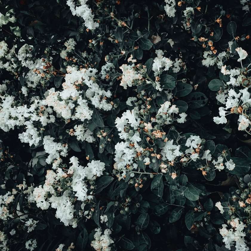 białe kwiaty z zielonymi liśćmi puzzle online