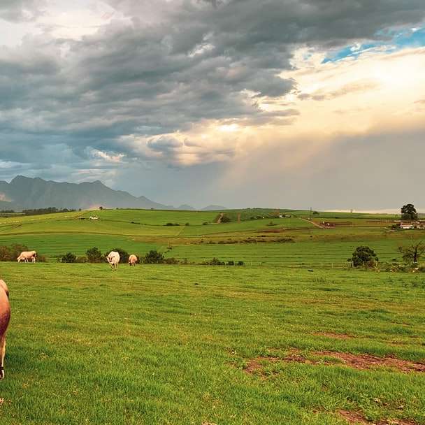 stádo krav na zelené louky pod bílými mraky posuvné puzzle online