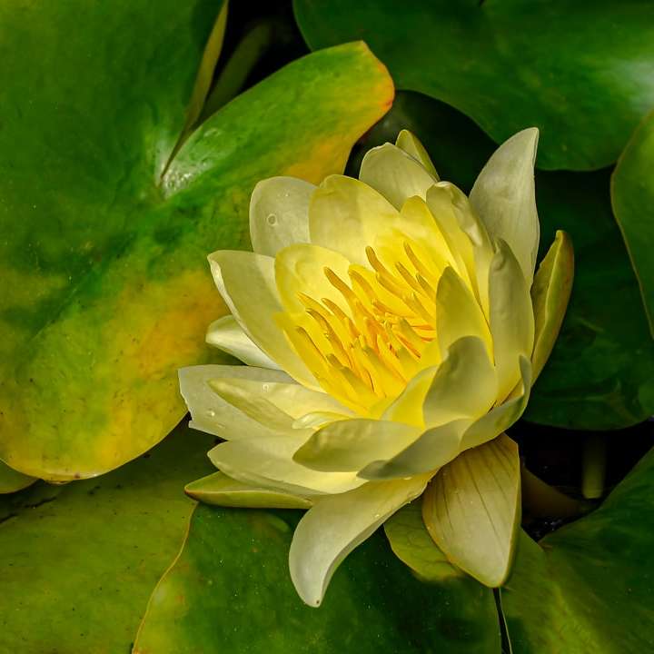 žlutý květ na zelených listech posuvné puzzle online