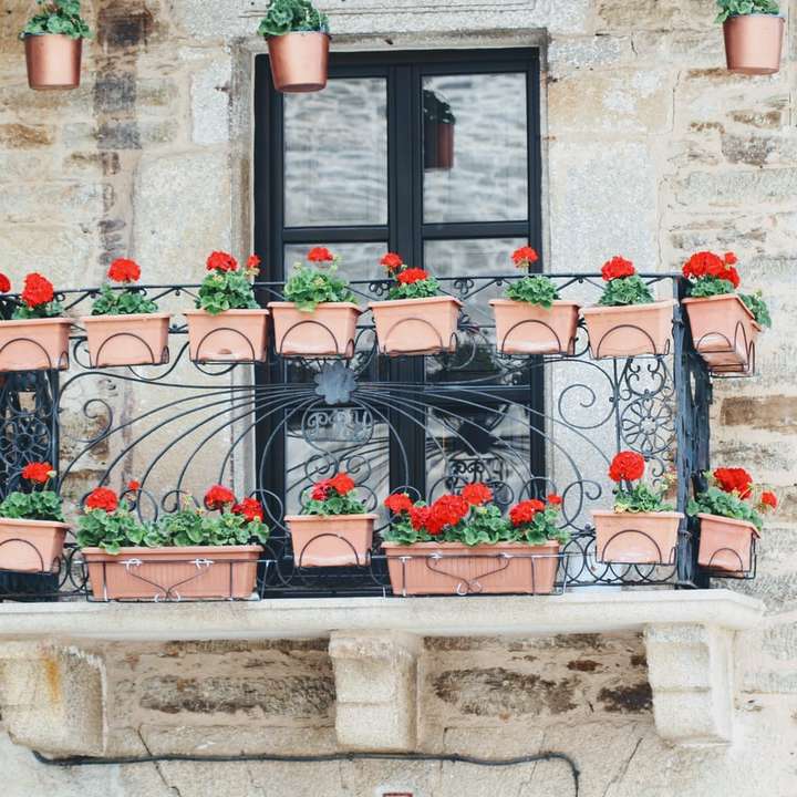 καφέ και μαύρα φυτά σε γλάστρες στο παράθυρο συρόμενο παζλ online