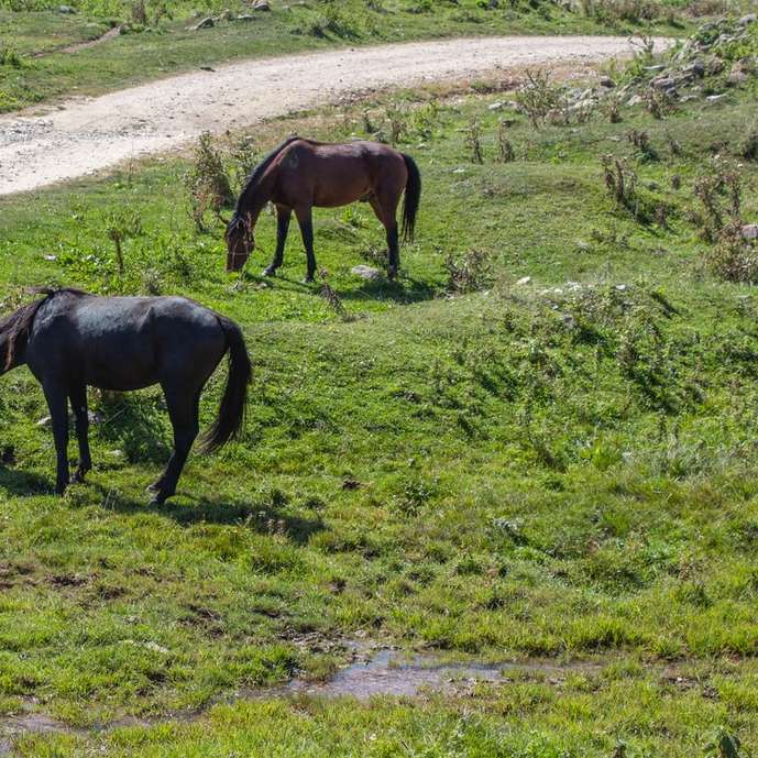 svart häst som äter gräs under dagtid Pussel online