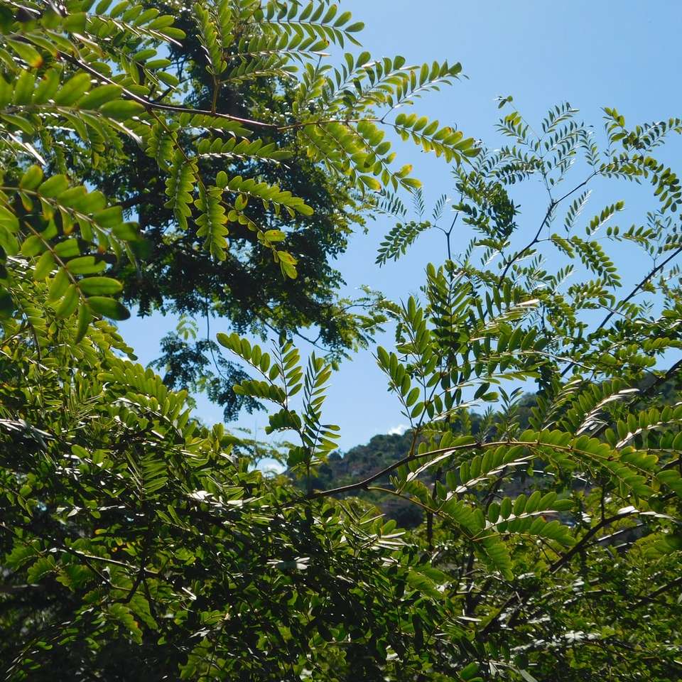 groene bladeren onder blauwe hemel overdag online puzzel
