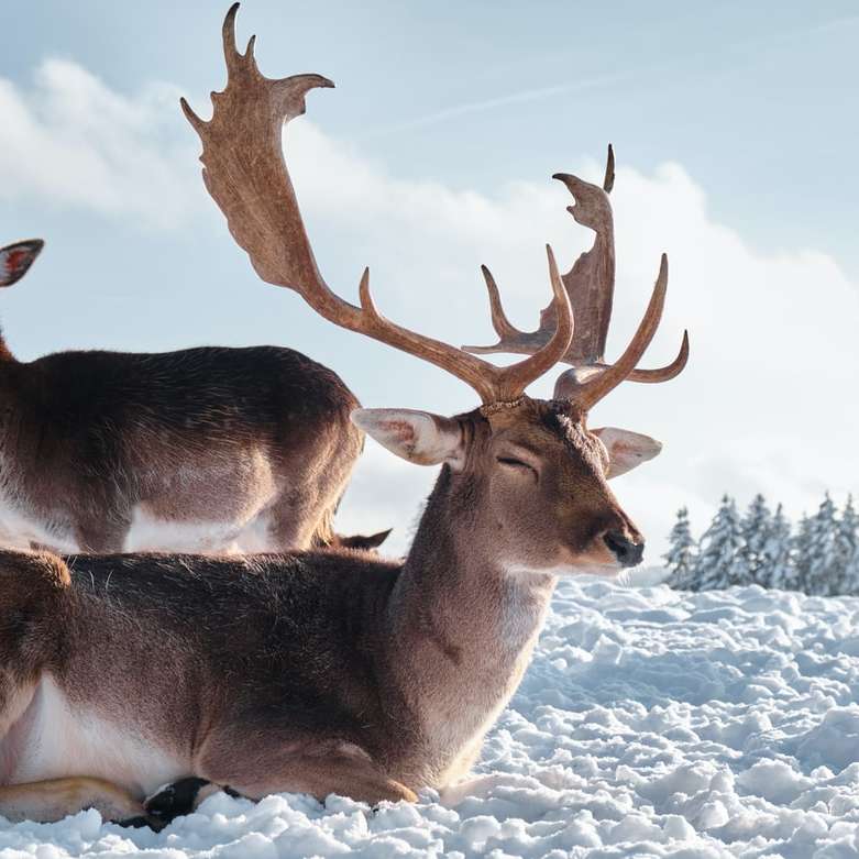 hnědý jelen na bílém sněhu během dne posuvné puzzle online