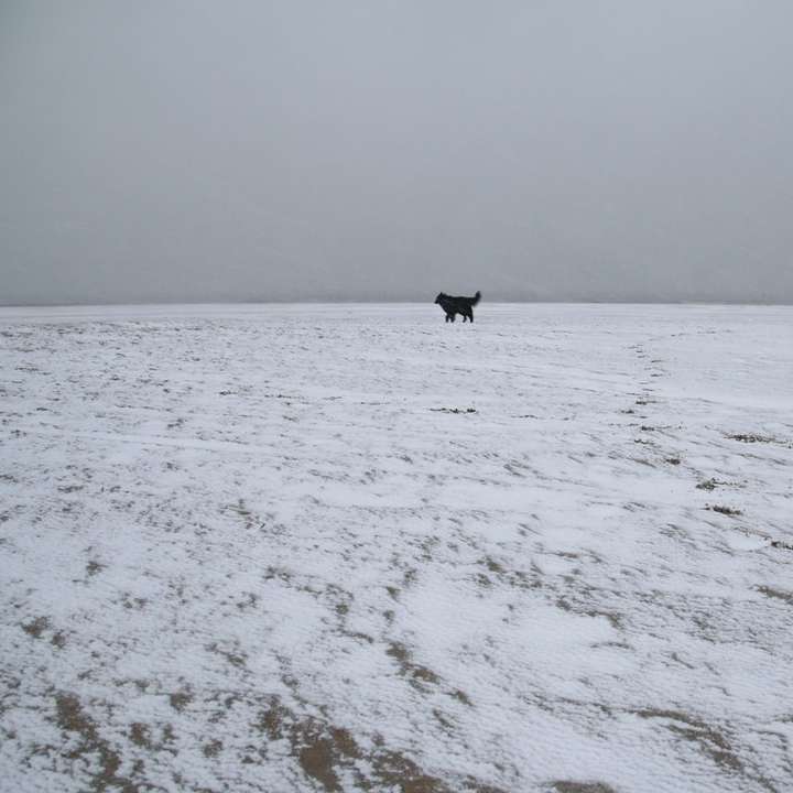 雪に覆われたフィールドを歩いている黒いジャケットの人 スライディングパズル・オンライン
