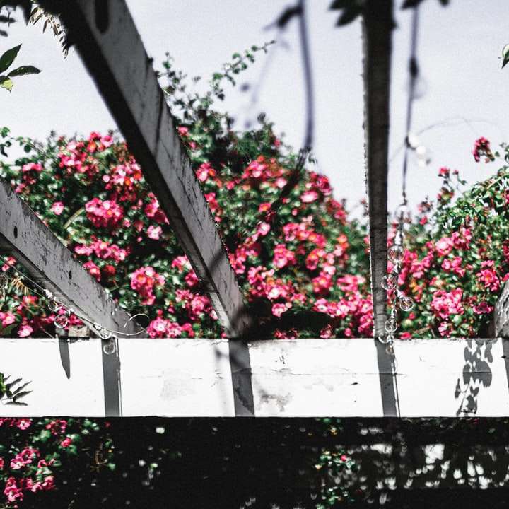 червени цветя върху бяла дървена ограда плъзгащ се пъзел онлайн