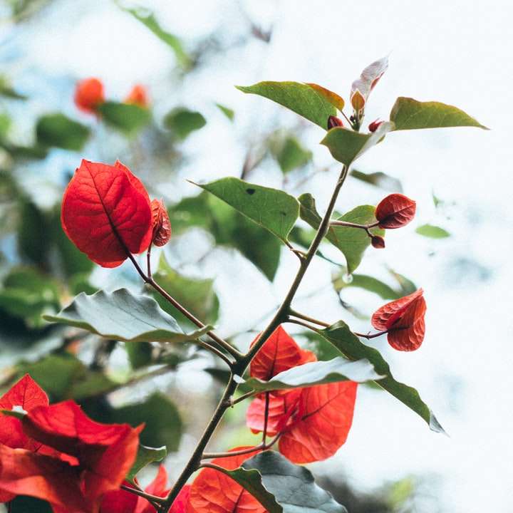 folhas vermelhas na lente tilt shift puzzle deslizante online