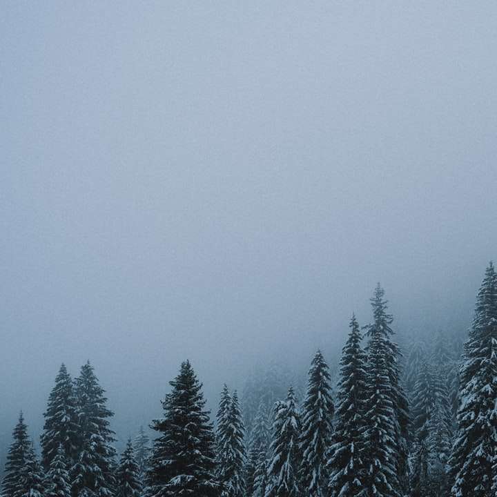 zelené borovice pokryté sněhem posuvné puzzle online