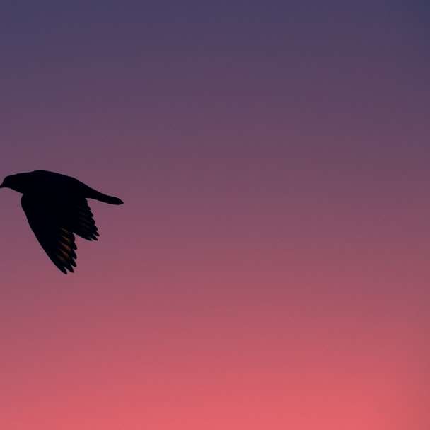 μαύρο πουλί που πετά κατά τη διάρκεια της ημέρας συρόμενο παζλ online