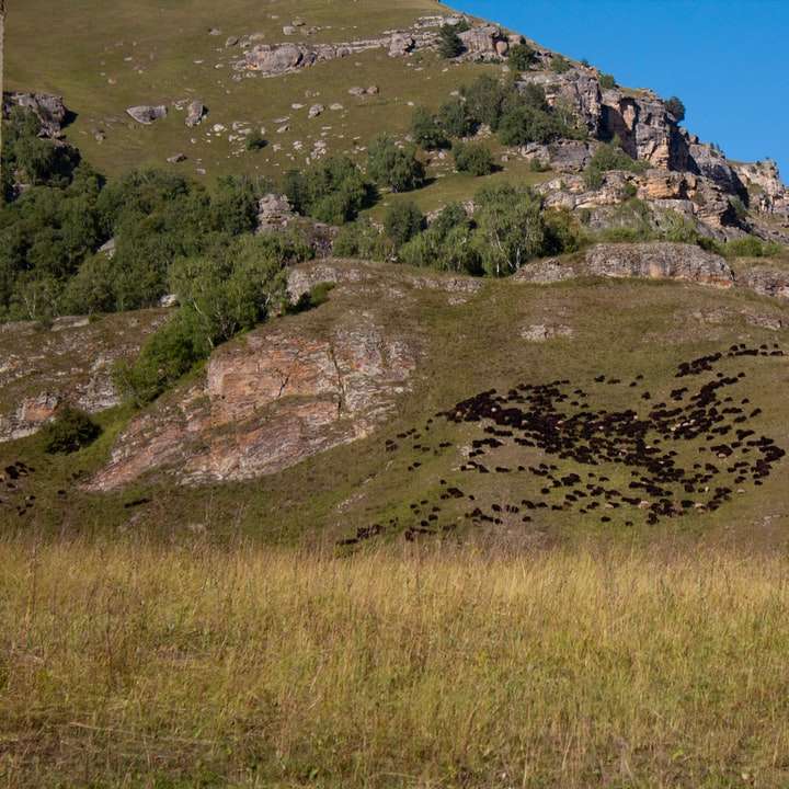 поле със зелена трева на скалиста планина под синьо небе онлайн пъзел
