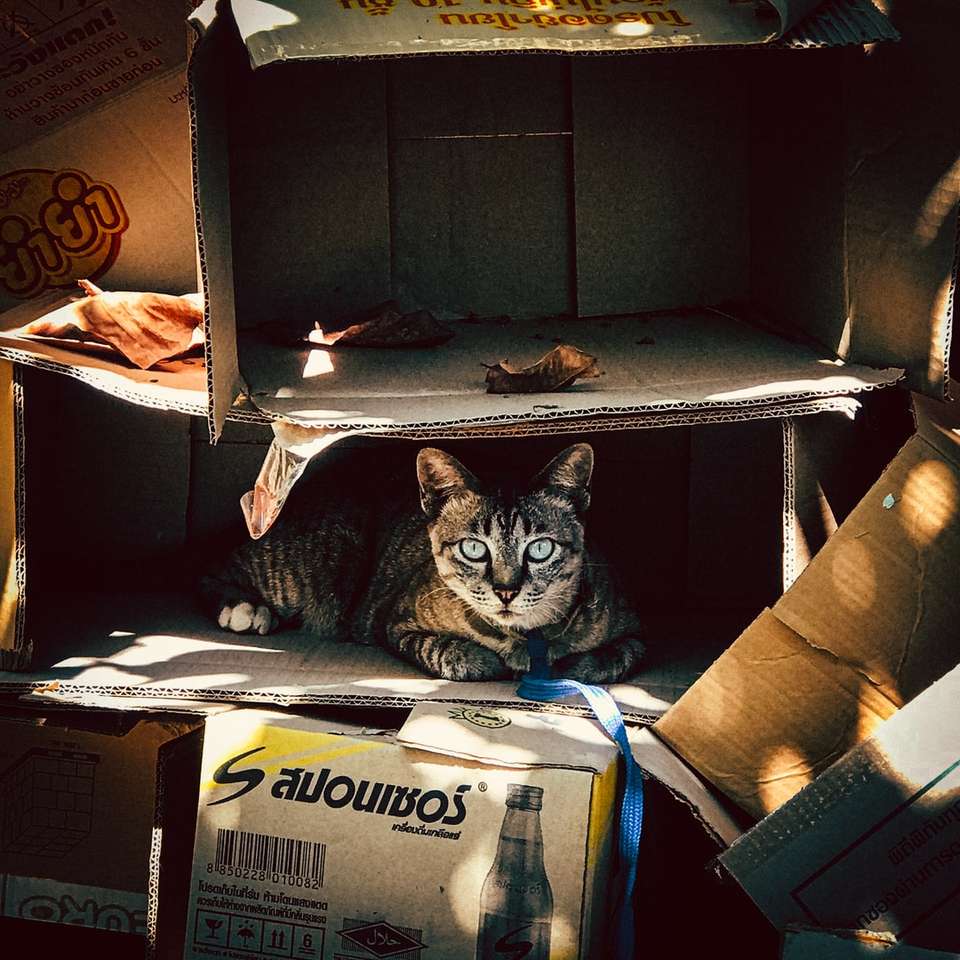 Chat tigré brun dans une boîte en carton puzzle coulissant en ligne