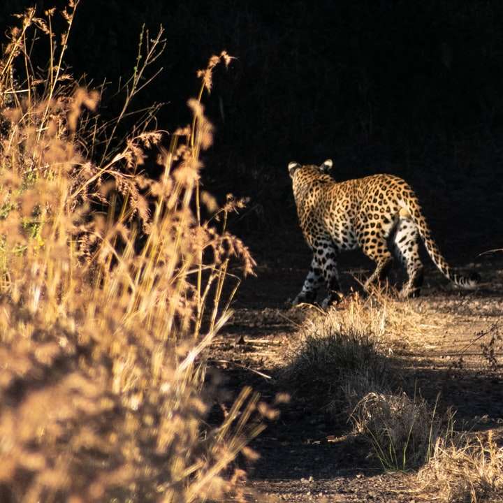 gepard som går på fältet för brunt gräs under dagtid glidande pussel online