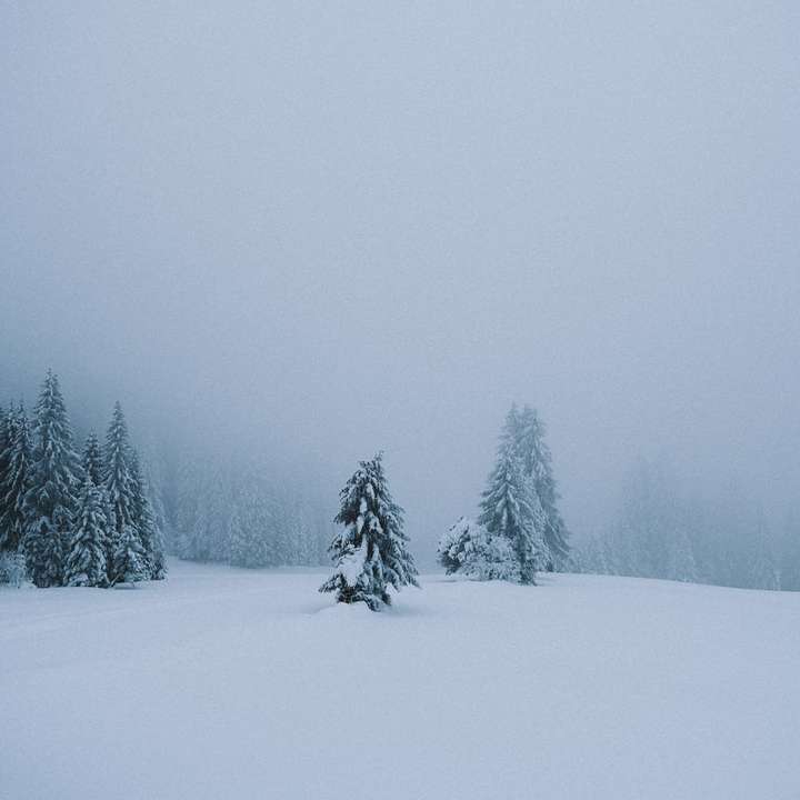 昼間は雪に覆われた木々 オンラインパズル