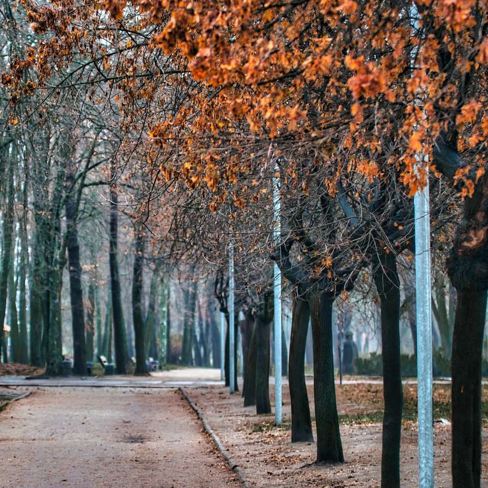 brązowe drzewa na szarej betonowej drodze puzzle przesuwne online