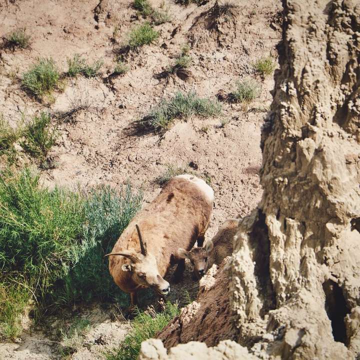 animal marrón sobre roca marrón puzzle deslizante online