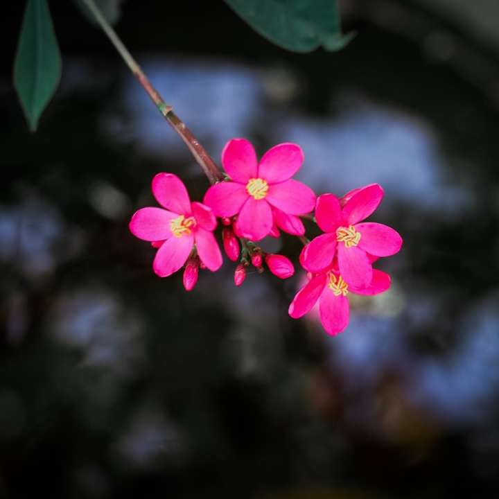 Flor rosa de 5 pétalos en fotografía de cerca rompecabezas en línea