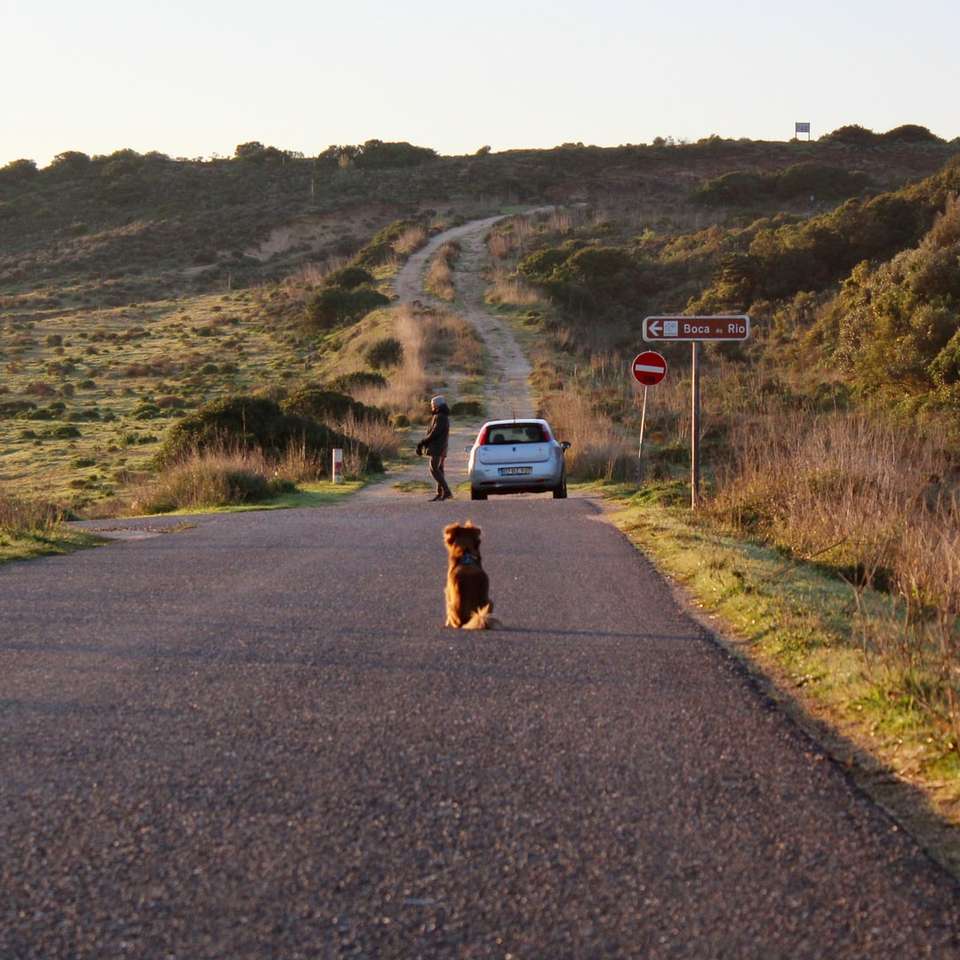коричневая короткошерстная собака на серой асфальтовой дороге в дневное время раздвижная головоломка онлайн