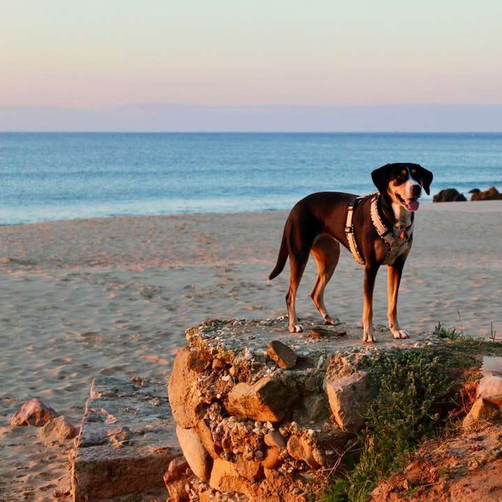Черно-белая короткошерстная собака стоит на коричневой скале онлайн-пазл
