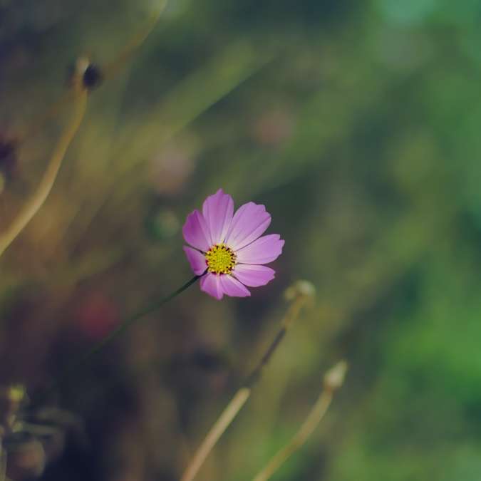 fiore viola in lente tilt shift puzzle scorrevole online