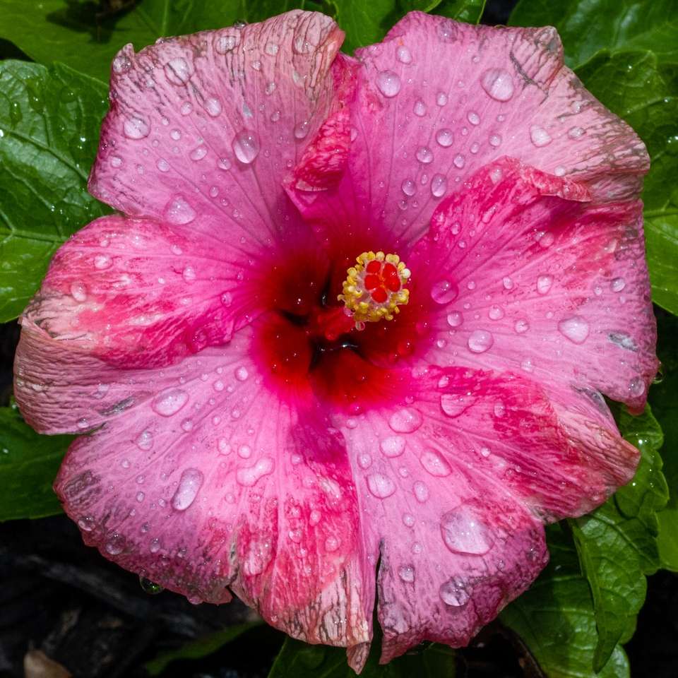 ροζ λουλούδι με σταγονίδια νερού συρόμενο παζλ online