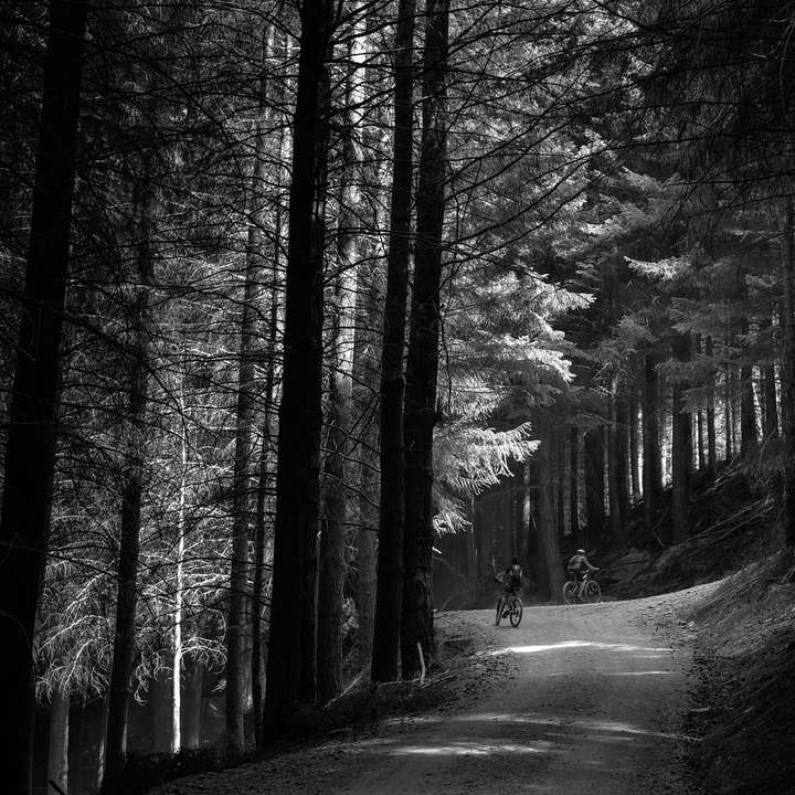 szürkeárnyalatos fotó a fák közötti ösvényen sétáló személyről online puzzle