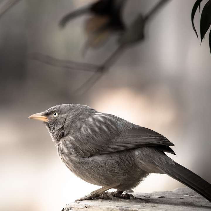 καφέ πουλί σε κλαδί δέντρου καφέ online παζλ