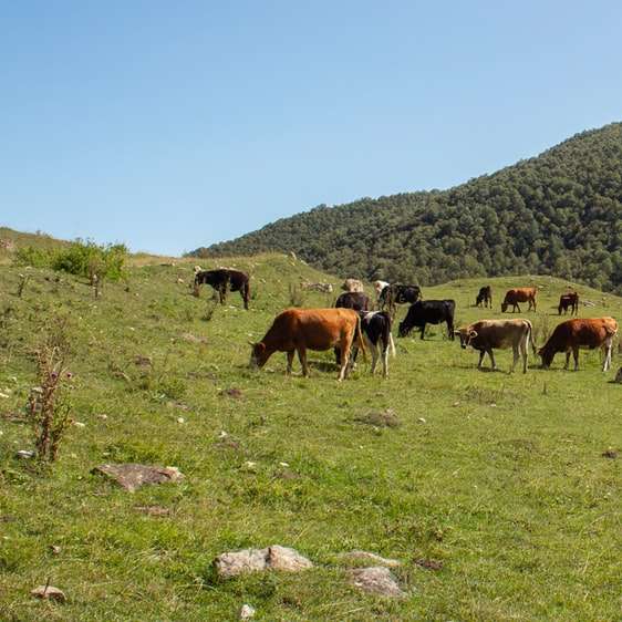 brun och vit ko på grönt gräsfält under dagtid glidande pussel online
