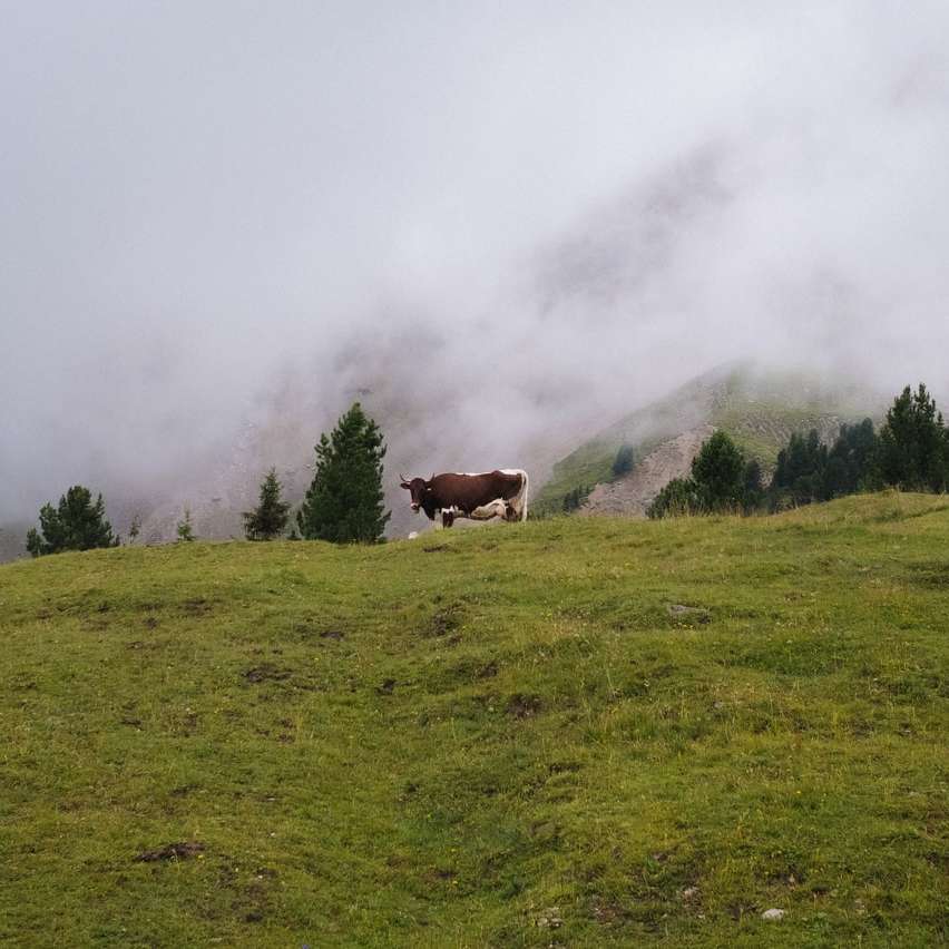 brun ko på fältet för grönt gräs under dagtid Pussel online
