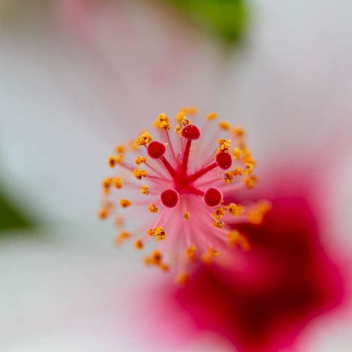 rosa och gul blomma i makroskott glidande pussel online