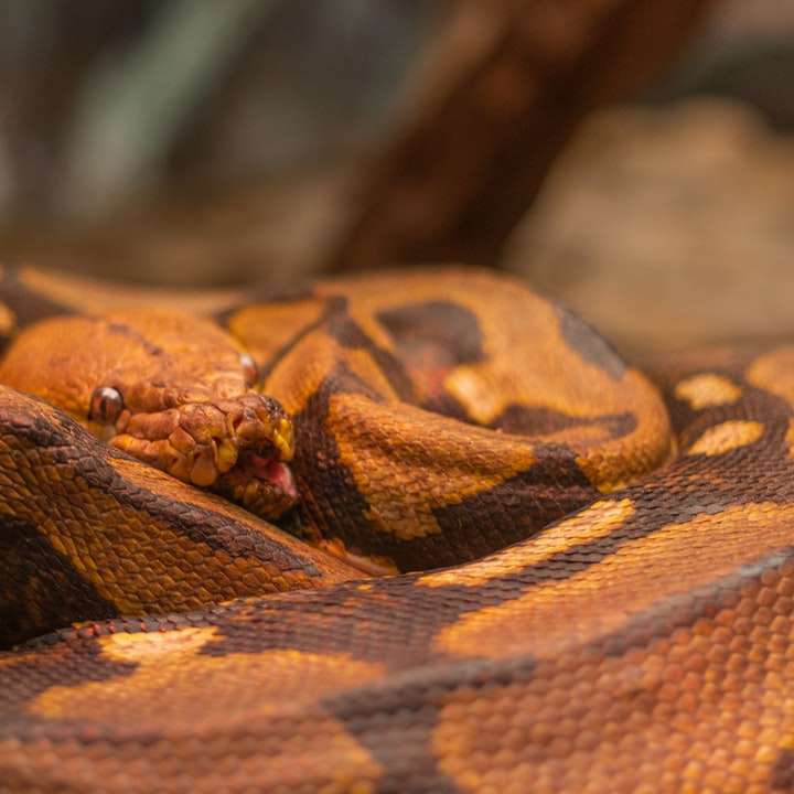 serpiente marrón y negra en el suelo puzzle deslizante online