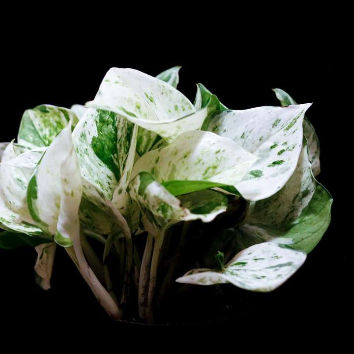 witte en groene bladplant schuifpuzzel online