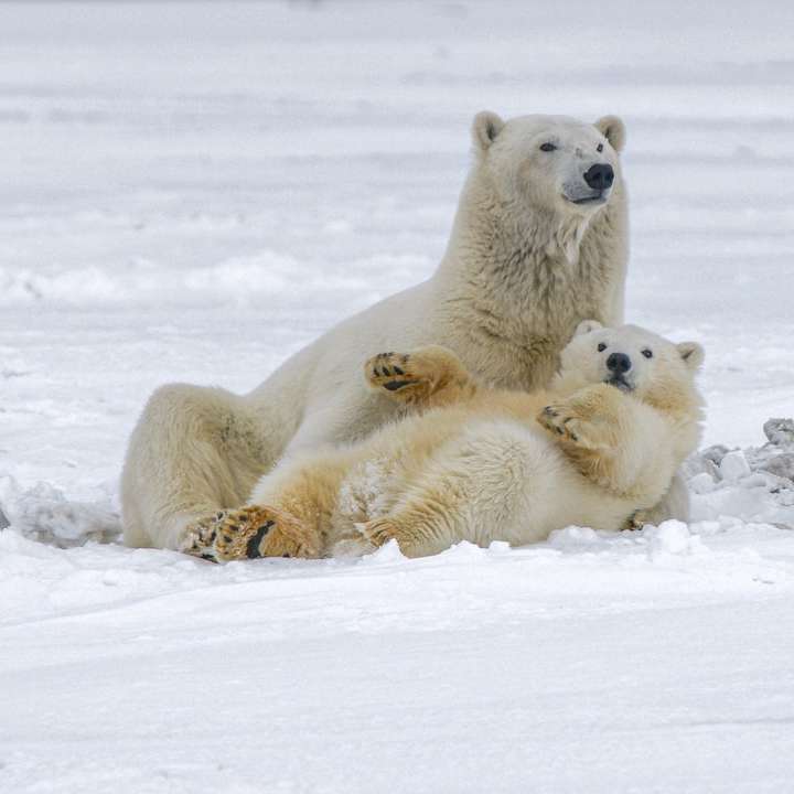 πολική αρκούδα σε χιονισμένο έδαφος κατά τη διάρκεια της ημέρας συρόμενο παζλ online