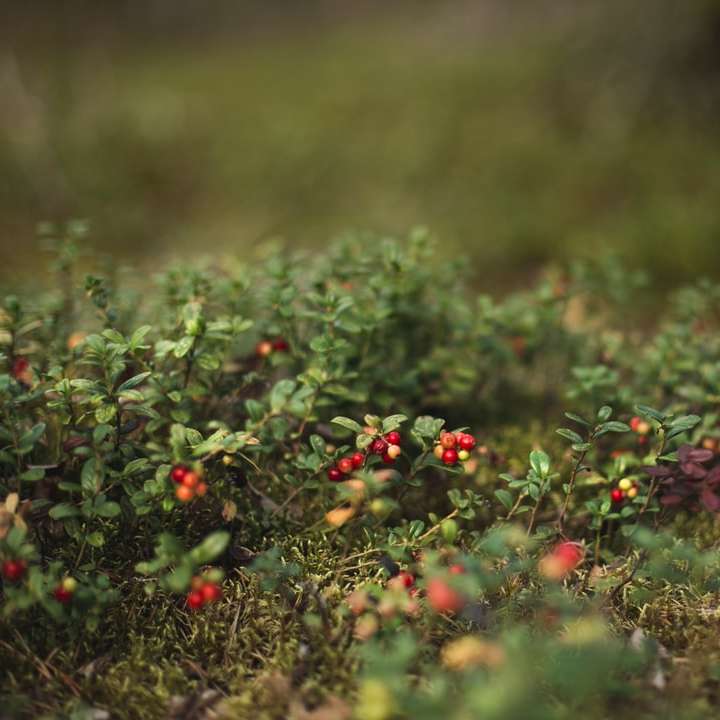 czerwona i zielona roślina w soczewce z przesunięciem nachylenia puzzle przesuwne online