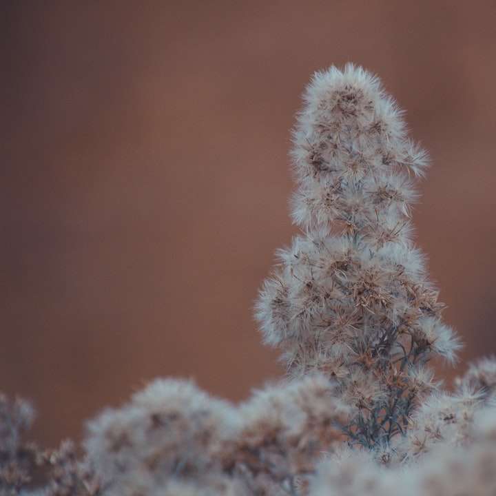 witte en bruine plant in close-up fotografie schuifpuzzel online