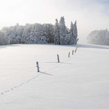 schneebedecktes Feld und Bäume unter blauem Himmel während des Tages Online-Puzzle