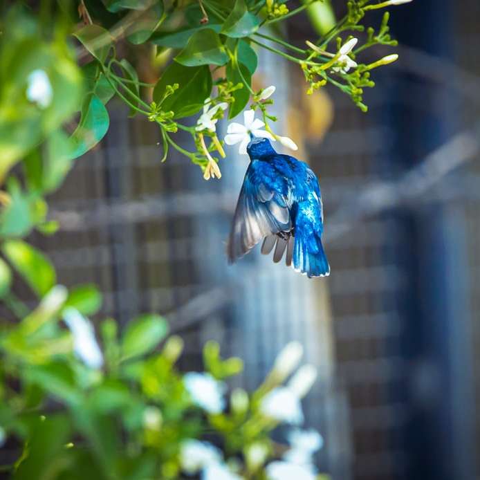 Синяя птица на зеленом растении онлайн-пазл