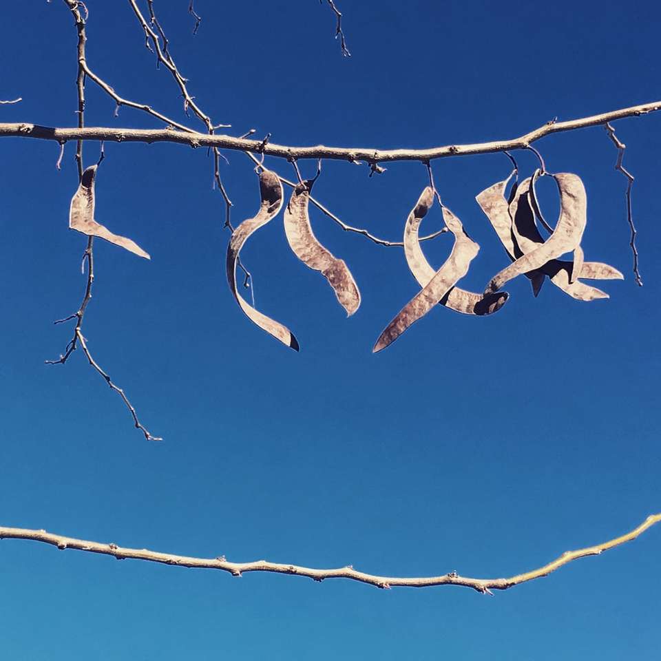 σμήνος πουλιών σε καφέ δέντρο κλαδί κατά τη διάρκεια της ημέρας συρόμενο παζλ online