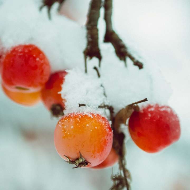 κόκκινα φρούτα σε καφέ κλαδί δέντρου συρόμενο παζλ online