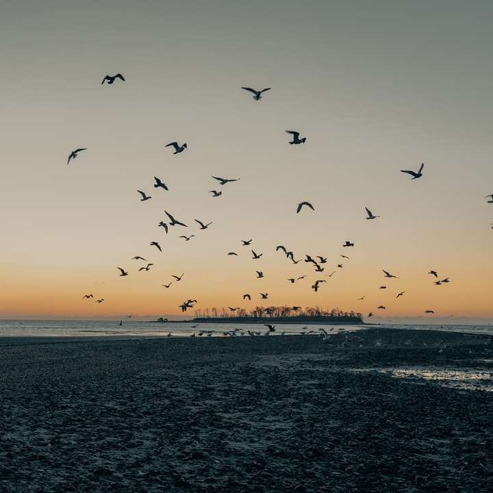 Silhouette des Menschen und der Vögel, die über das Meer fliegen Schiebepuzzle online