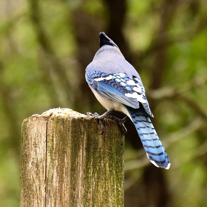 kék és fehér madár nappali barna fa rönkön online puzzle