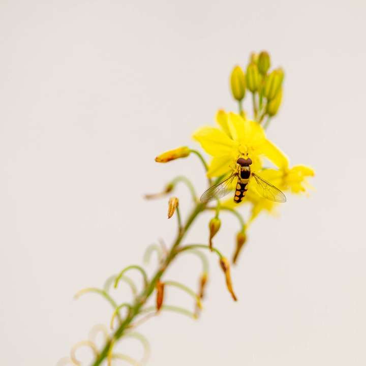 žlutý květ na bílém pozadí online puzzle