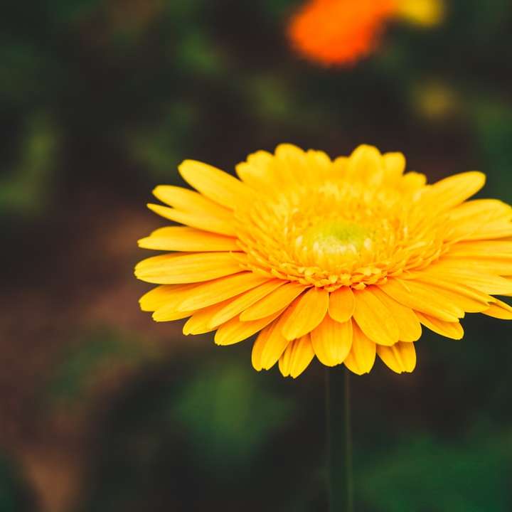 gul blomma i tilt shift-lins glidande pussel online
