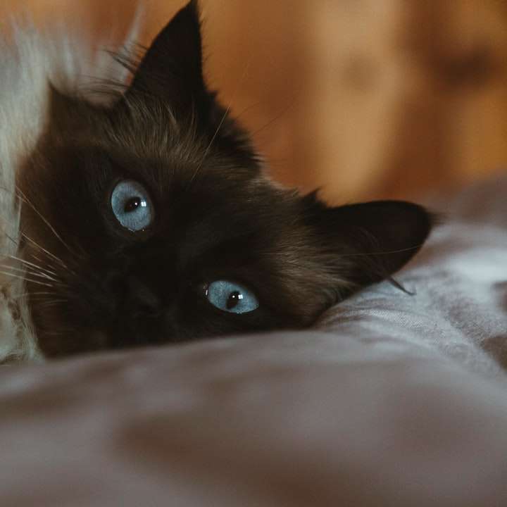 черно-бяла котка, лежаща върху бял текстил плъзгащ се пъзел онлайн
